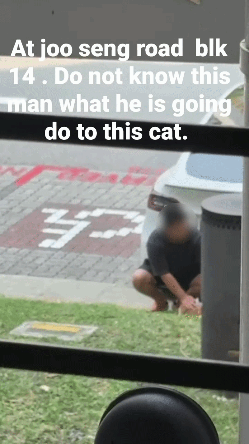 catnapper