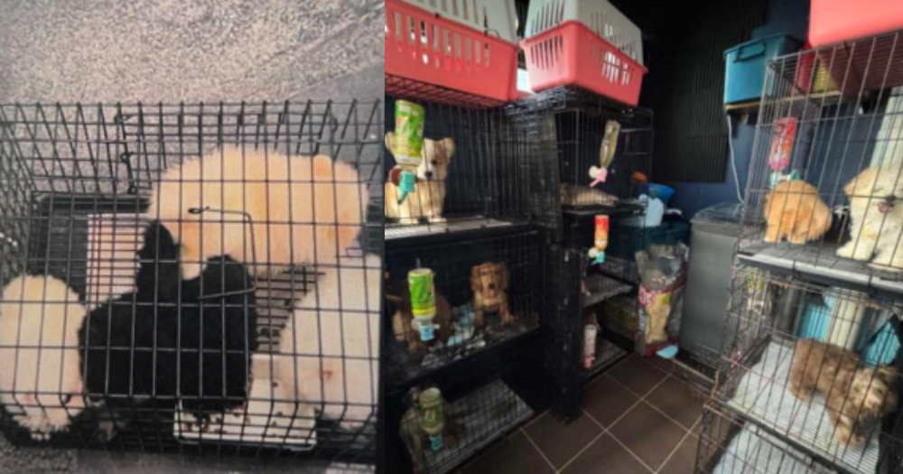 Woman, 28, kept smuggled puppies at home to sell online, first in S'pore to be jailed for such offence