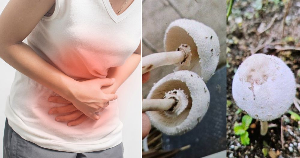 S'pore gardener, 55, hospitalised after cooking & eating wild mushroom - Mothership