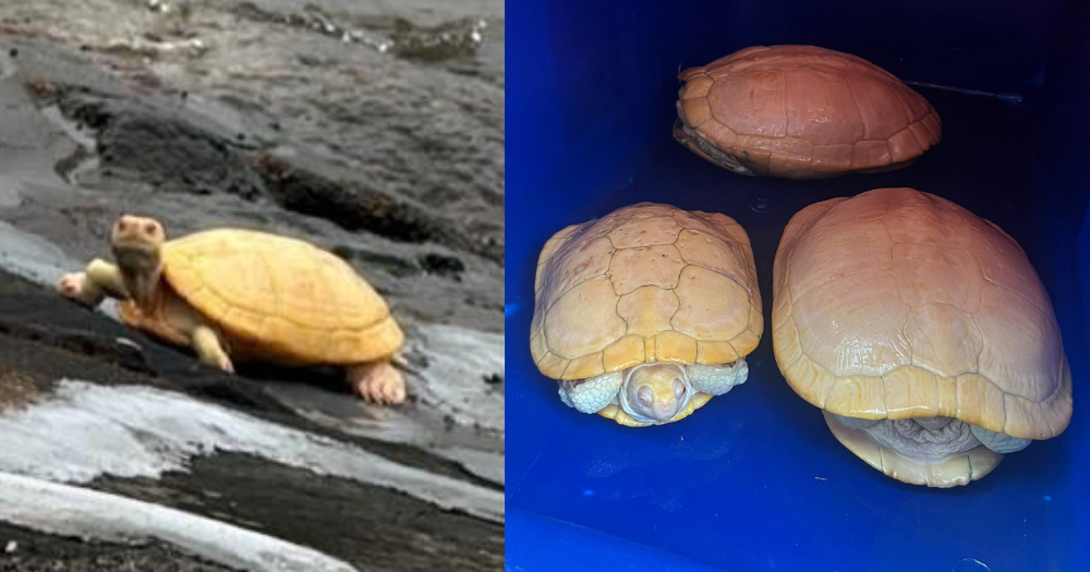 Albino freshwater terrapins found abandoned at West Coast Park shore - Mothership